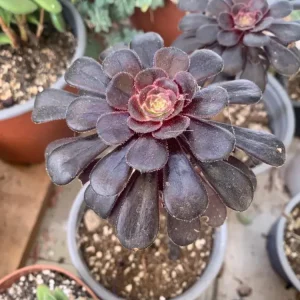 Aeonium Negra