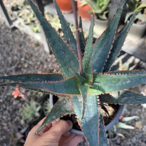 Aloe Fragilis