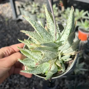 Aloe Light esmeralda
