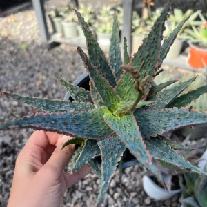 Aloe Piranha