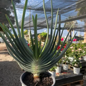 Aloe Plicatilis