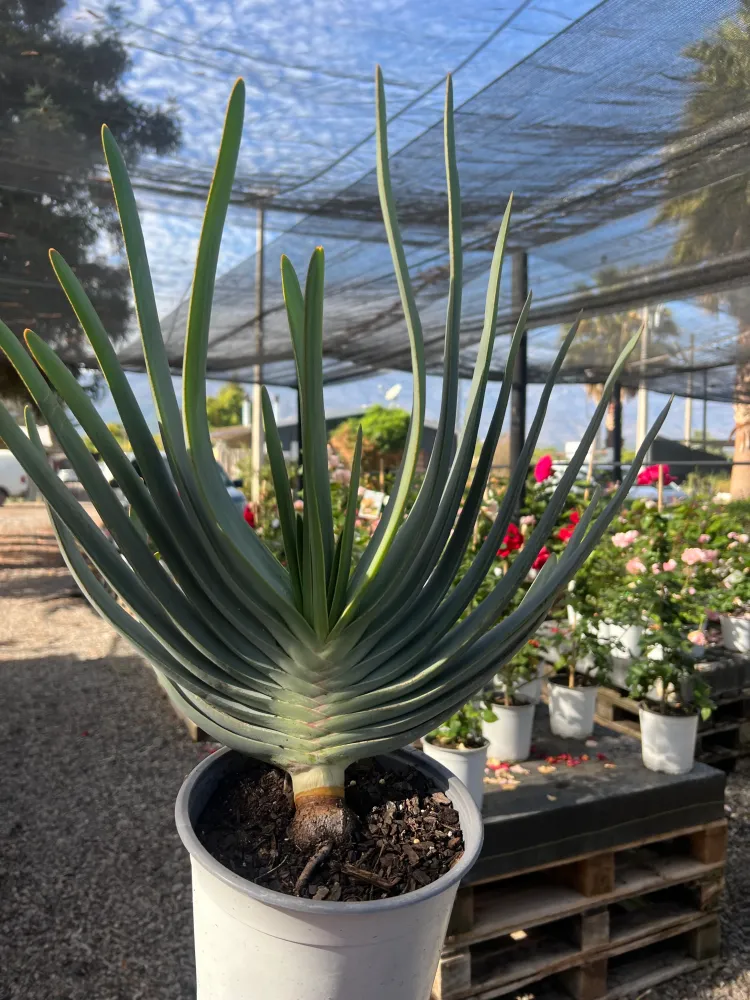 Aloe Plicatilis