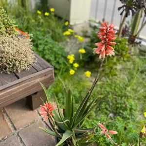 Aloe Safari Rose