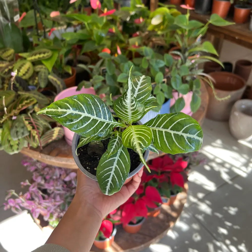 Aphelandra