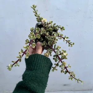 Arbol De Jade Variegado
