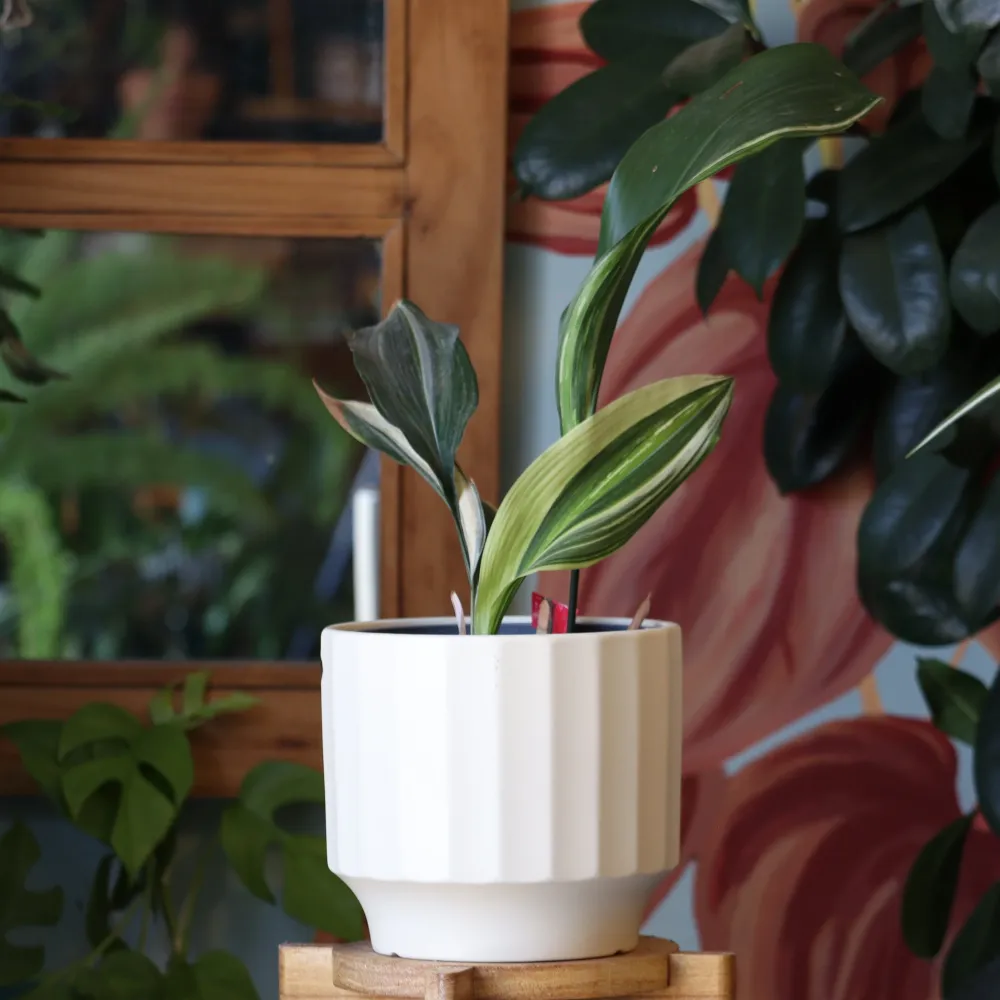 Aspidistra Variegada