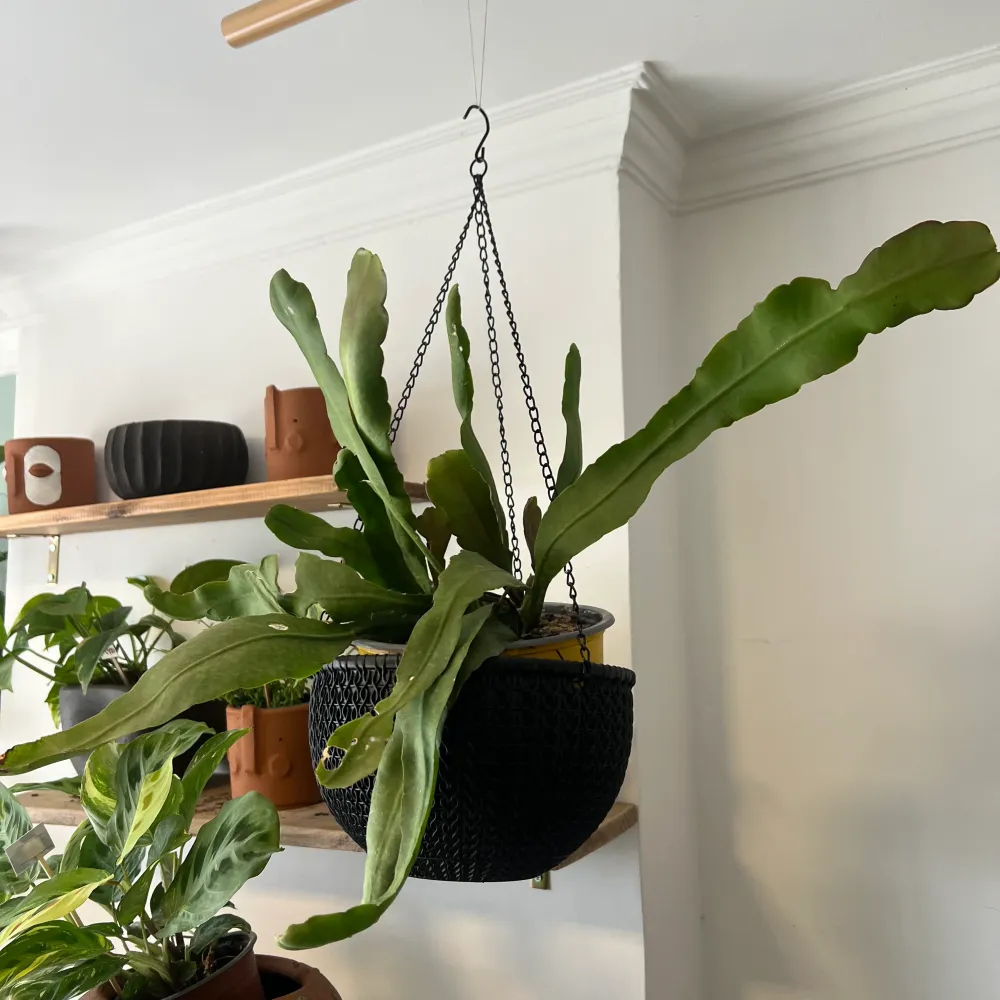 Cactus Epiphyllum
