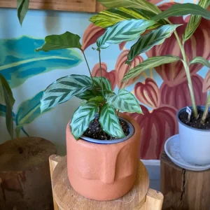 Calathea Freddie