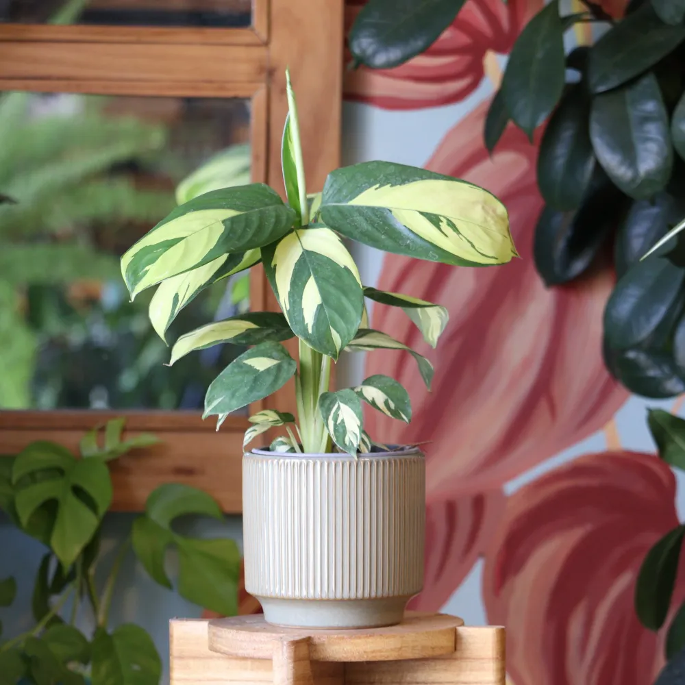 Calathea Lubbersiana