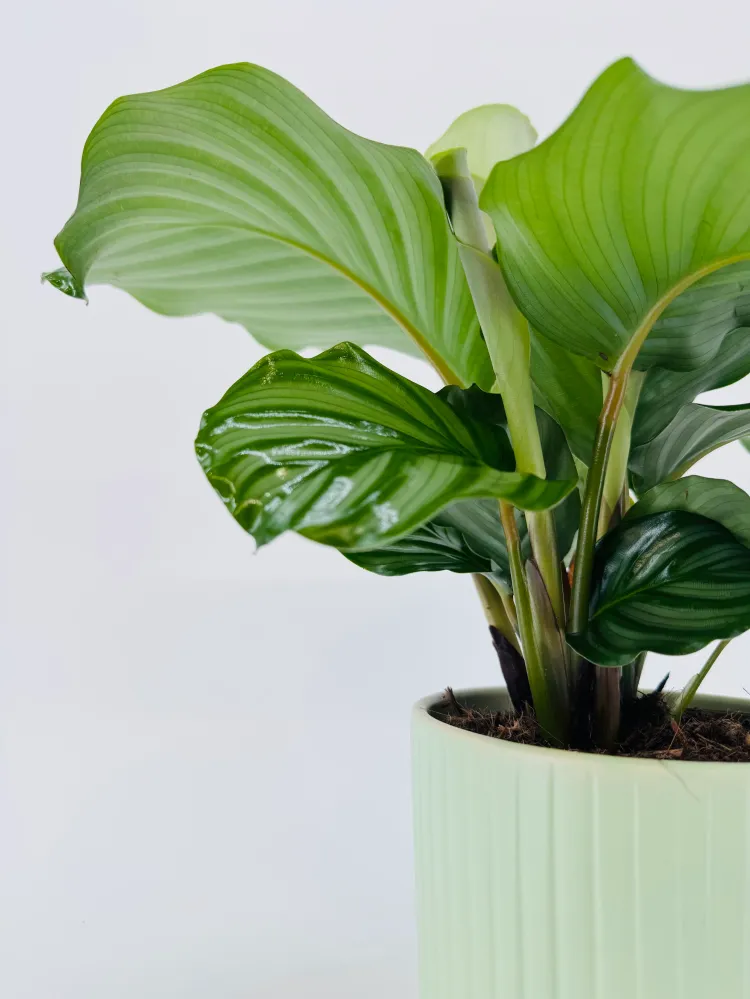 CALATHEA MEZCLADO M14