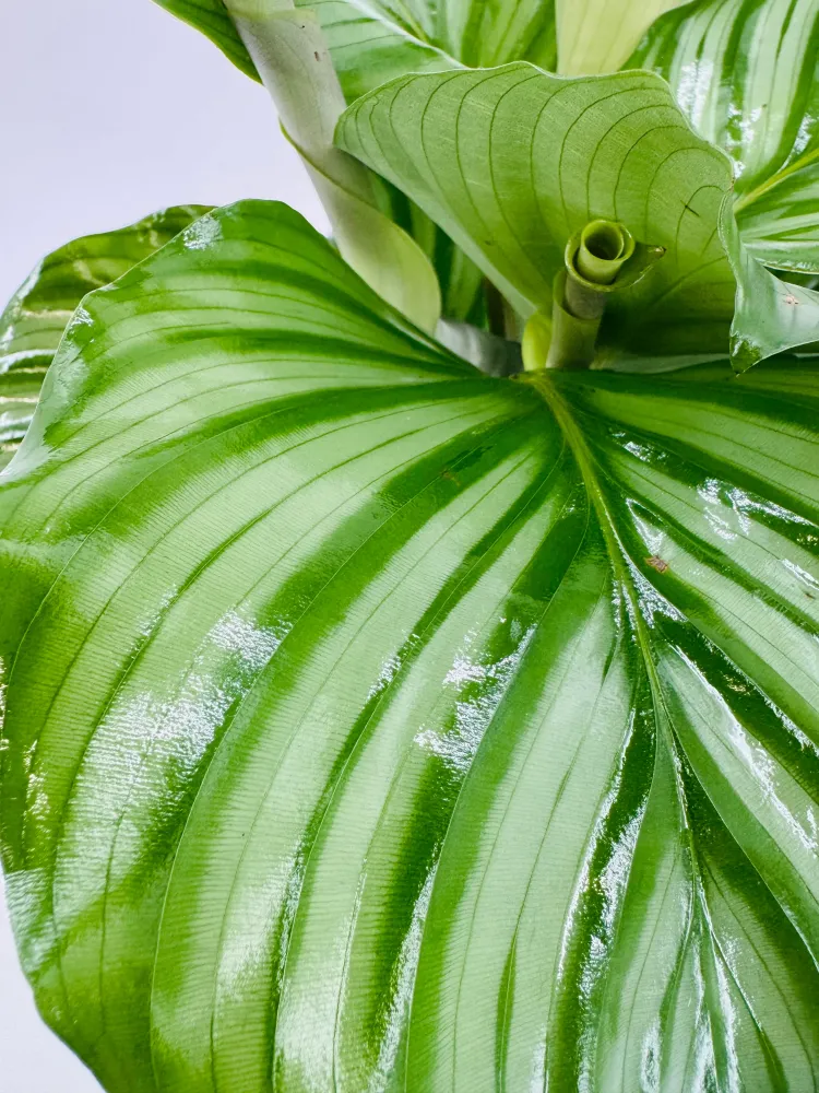 CALATHEA MEZCLADO M14