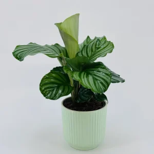 CALATHEA MEZCLADO M14