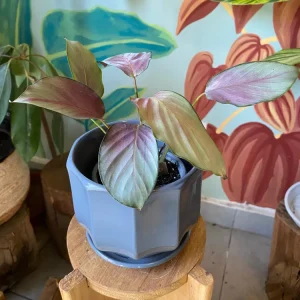 Calathea Picturata Argénteo Plate
