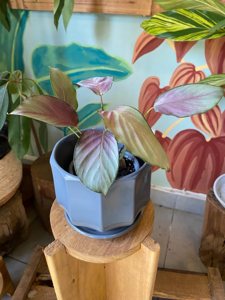 Calathea Picturata Argénteo Plate