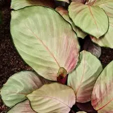 Calathea Picturata Argénteo Plate