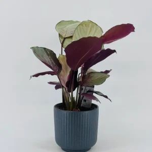 CALATHEA PLATA PLATE M14