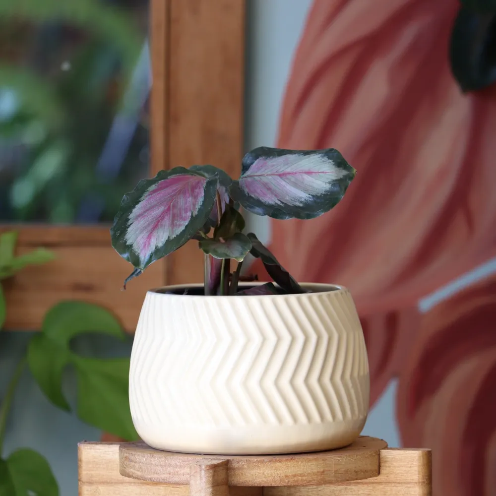 Calathea Roseopicta Nieve Cloud