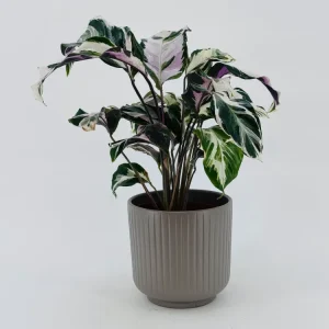 CALATHEA STELLA M14