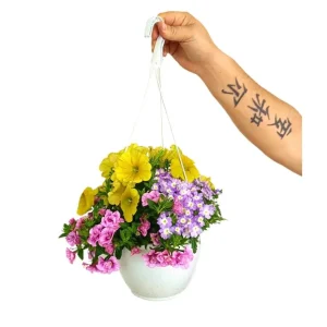 Calibrachoa M14 para Espacios Pequeños