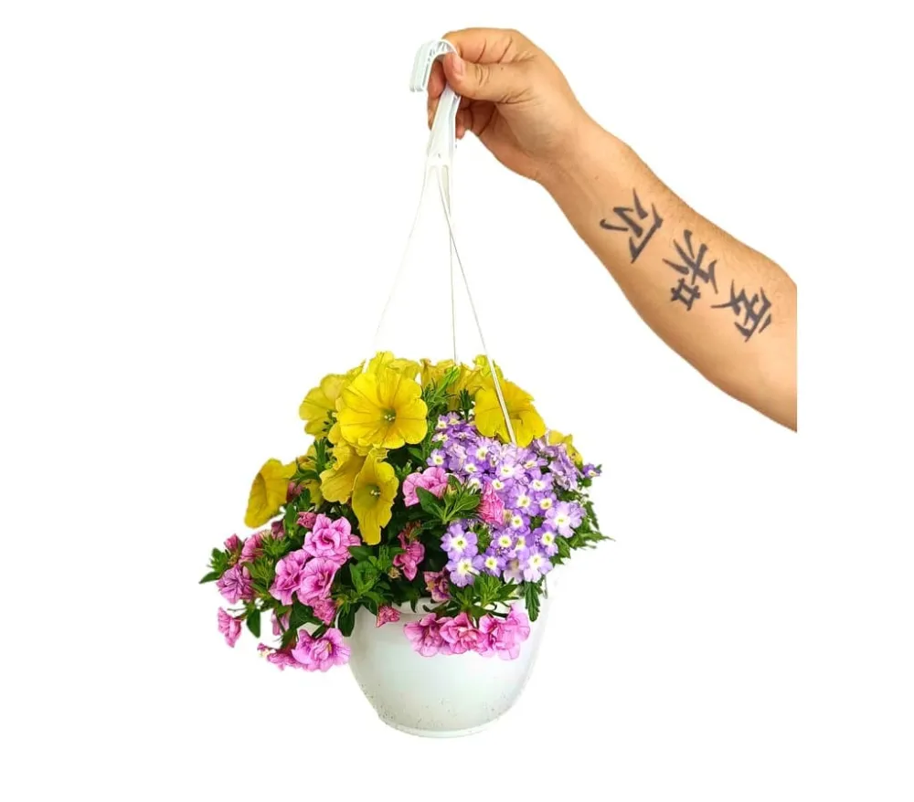Calibrachoa M14 para Espacios Pequeños
