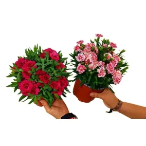 Clavel Carnelia M13 en Color Terracota