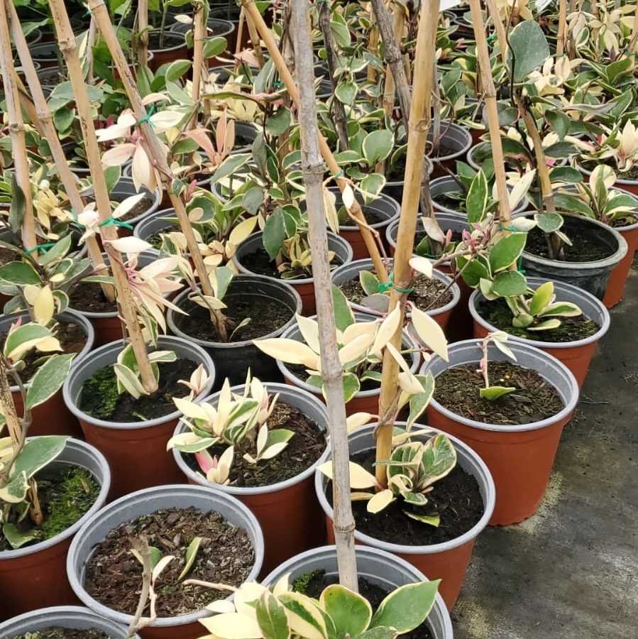 Clepia Variegada S