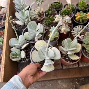 Crassula Argénteo