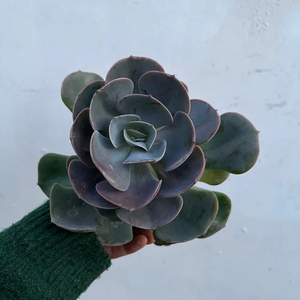 Echeveria Dusty Rose