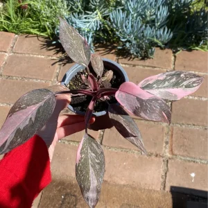 Filodendro Fucsia Princess Constellation