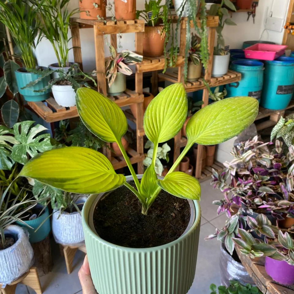 Hosta