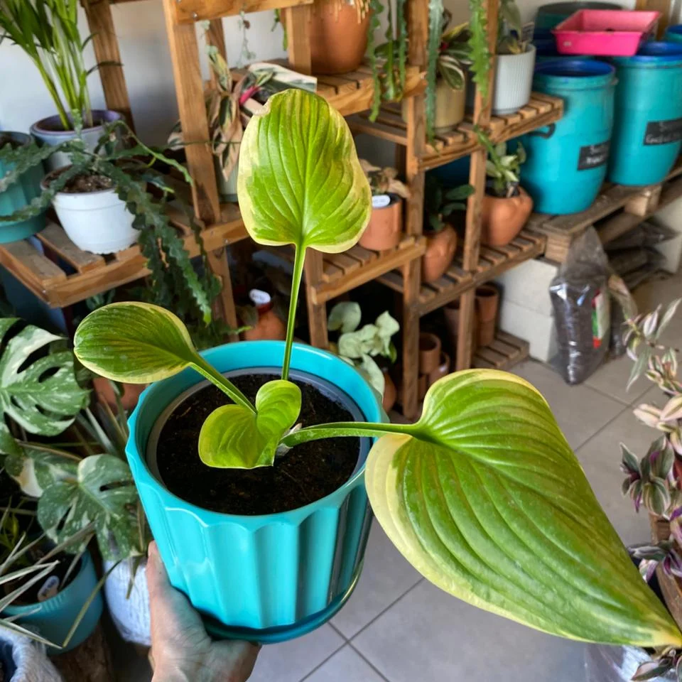 Hosta