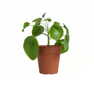 Jardineras de Balcón Colgantes Artevasi Macetero Madagascar Terracota 17 Cm De Plástico Reciclado