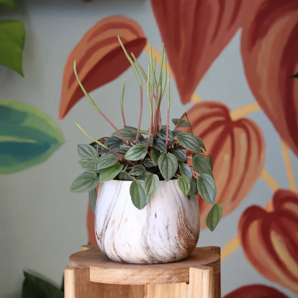 Jardineras de Balcón Colgantes Peperomia Napoli S