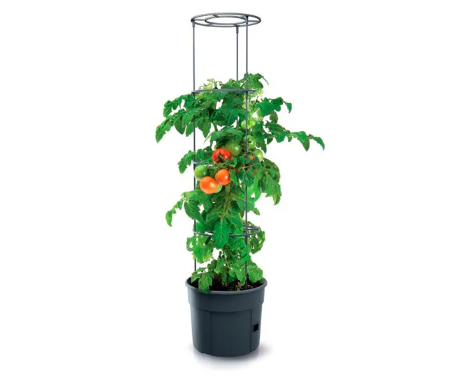 Macetero de tomates Prosperplast Tomate Grower de plastico en color antracita 39,2 (largo) x 39,2 (ancho) x 31,5-153 esbel...