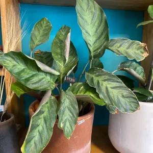 Maranta Alberti L