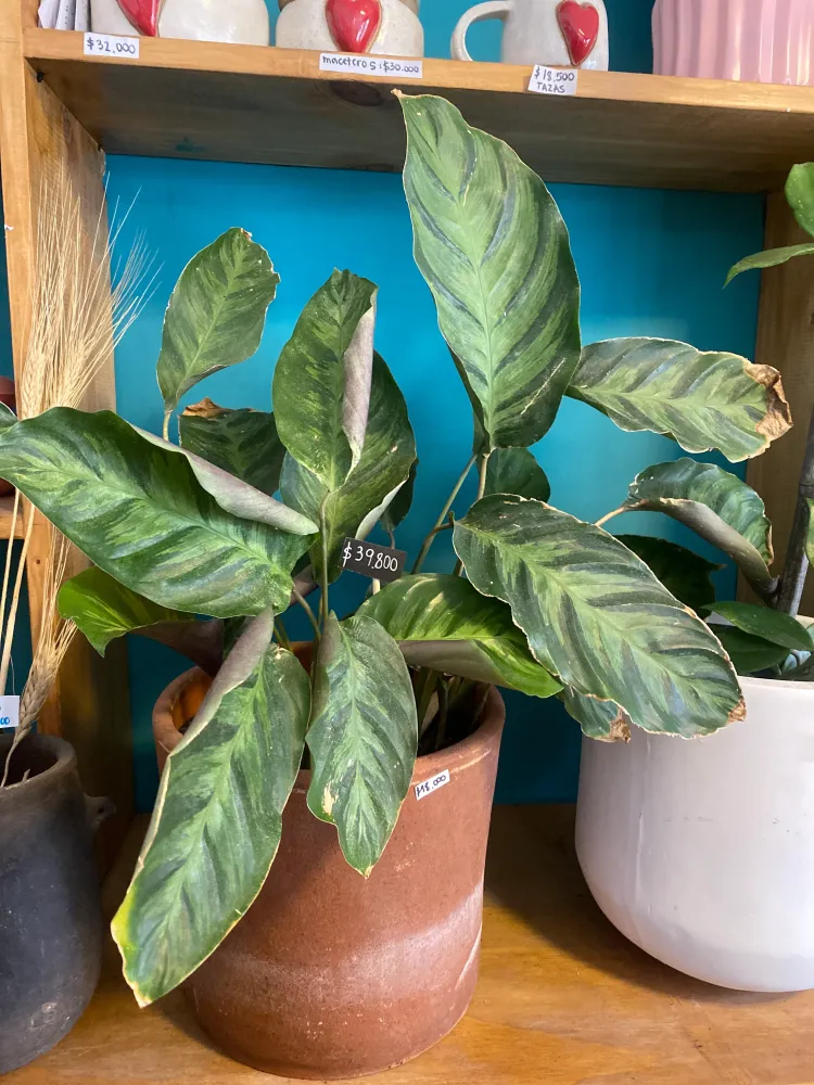 Maranta Alberti L
