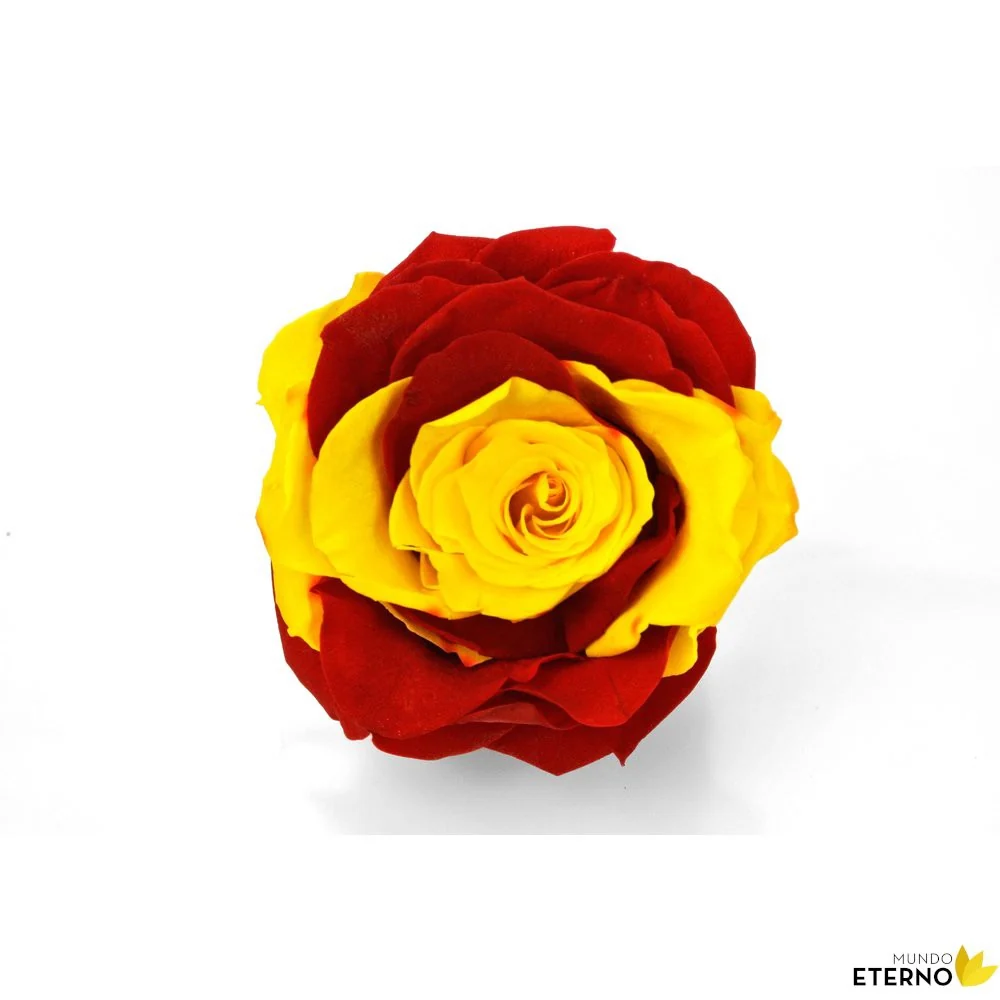Mundo Eterno Rosa Preservada Bandera Españ 35cm