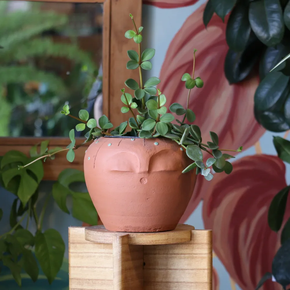 Peperomia Hope