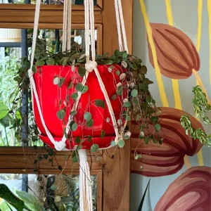 Peperomia Lenteja M