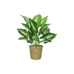 Planta CALATHEA 42cm con macetero de mimbre