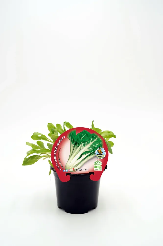 Plantón Acelga Verde Penca Ancha En Maceta 10,5 Cm. Puro - Fitoralia