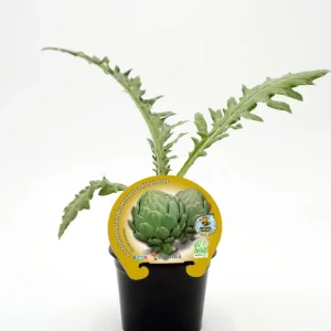 Plantón Alcachofa En Maceta 10,5 Cm. Genuino - Fitoralia