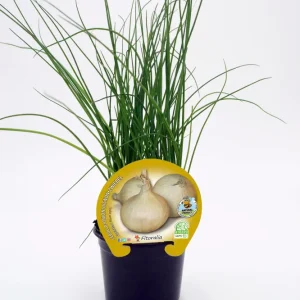 Plantón Cebolla Fuentes En Maceta 10,5 Cm. Auténtico - Fitoralia