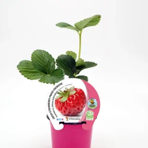 Plantón Fresa Framberry En Maceta 10,5 Cm. Genuino - Fitoralia