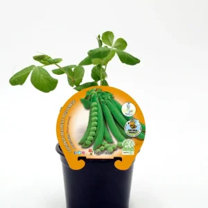 Plantón Guisante Mata Alta Alderman En Maceta 10,5 Cm. Original - Fitoralia