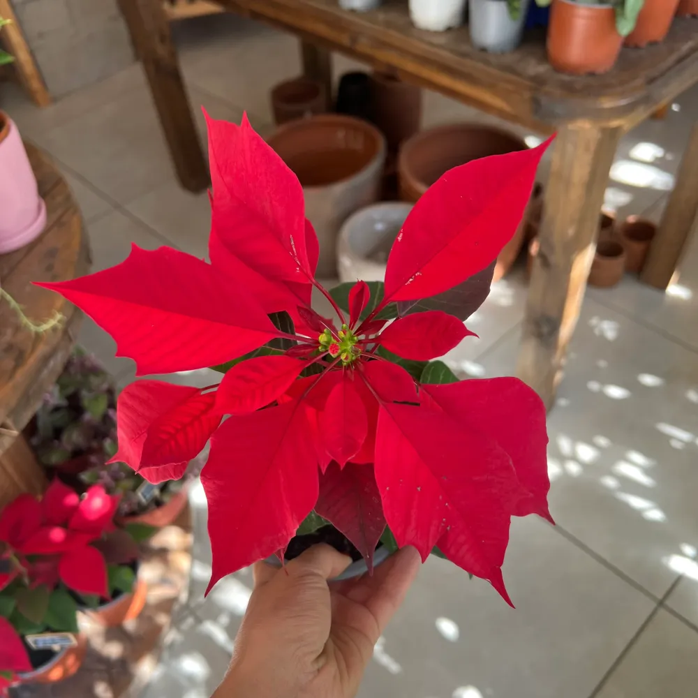 Resistente la Intemperie Corona del Inca (flor de navidad)