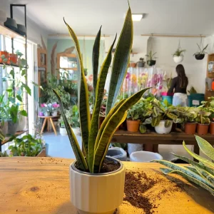Sansevieria Laurentii