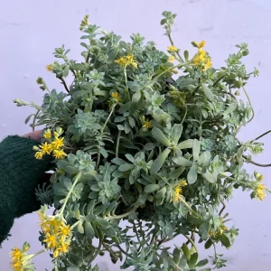 Sedum Palmeri