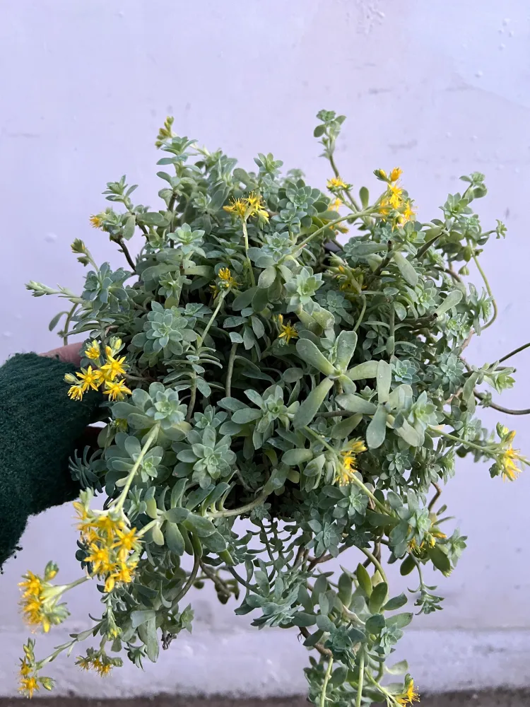 Sedum Palmeri