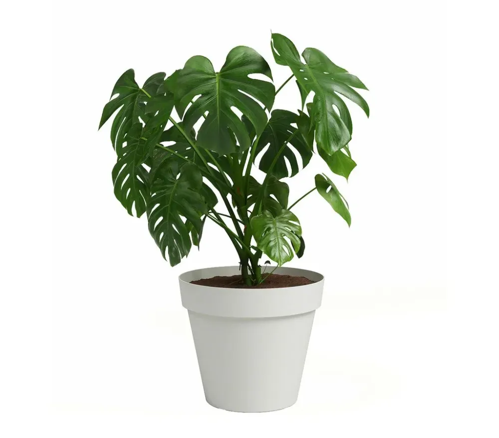Sistema de Jardín Vertical Modular Artevasi Macetero De Plástico Capri Blanco 30cm
